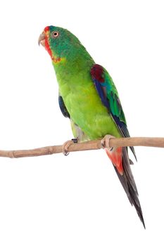 Swift Parrot, Lathamus discolor, isolated on white background