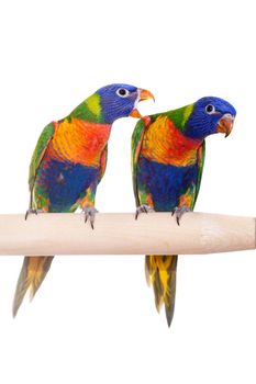 Rainbow Lorikeet - Trichoglossus haematodus, isolated over white background