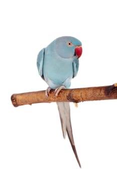 The rose-ringed or ring-necked parakeet, Psittacula krameri, female isolated over white background