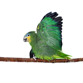 Orange-winged amazon, Amazona amazonika, isolated on the white background