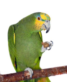 Orange-winged amazon, Amazona amazonika, isolated on the white background