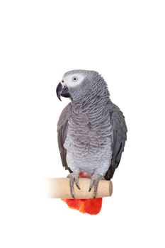 African Grey Parrot - Psittacus erithacus, isolated on a white background