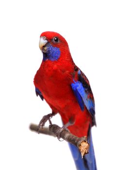 Crimson Rosella, Platycercus elegans, isolated on white background.