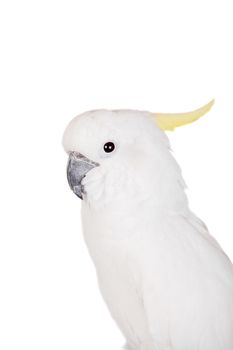 Sulphur crested Cockatoo, isolated over white background