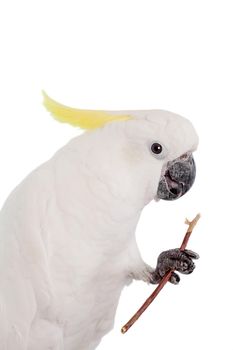 Sulphur crested Cockatoo, isolated over white background