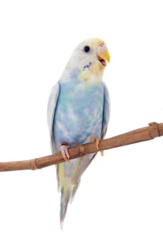 Rawinbow budgerigar, Melopsittacus undulatus, isolated on the white background