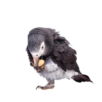 African Grey Parrot - Psittacus erithacus, isolated on a white background