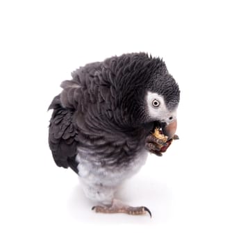 African Grey Parrot - Psittacus erithacus, isolated on a white background