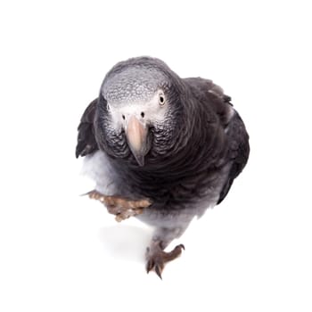 African Grey Parrot - Psittacus erithacus, isolated on a white background