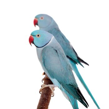 The rose-ringed or ring-necked parakeets, Psittacula krameri, isolated over white background