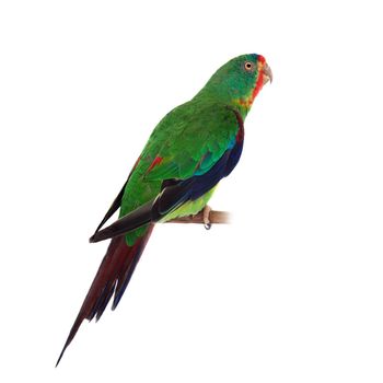 Swift Parrot, Lathamus discolor, isolated on white background