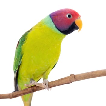 Male of plum-headed parakeet, Psittacula cyanocephala, isolated on white