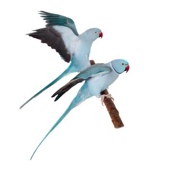 The rose-ringed or ring-necked parakeets, Psittacula krameri, isolated over white background