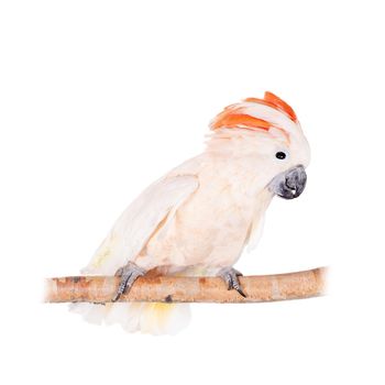 The salmon-crested cockatoo, Cacatua moluccensis, isolated on white