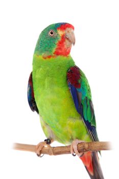 Swift Parrot, Lathamus discolor, isolated on white background