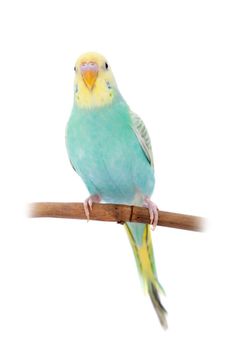 Rawinbow budgerigar, Melopsittacus undulatus, isolated on the white background