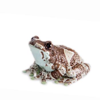 Amazon Milk Frog, Trachycephalus resinifictrix, isolated on white background