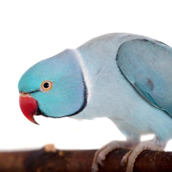 The rose-ringed or ring-necked parakeet, Psittacula krameri, male isolated over white background