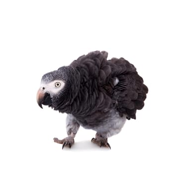 African Grey Parrot - Psittacus erithacus, isolated on a white background