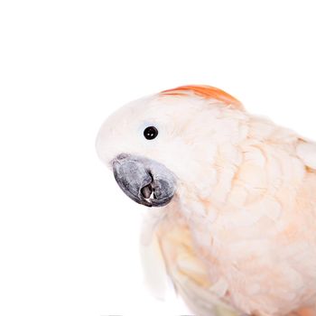 The salmon-crested cockatoo, Cacatua moluccensis, isolated on white