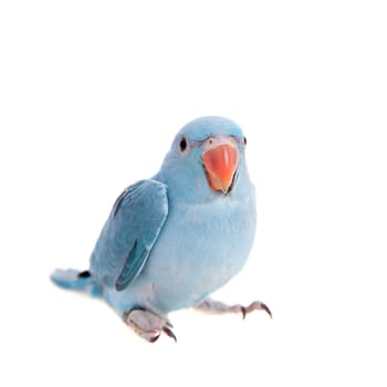 The rose-ringed or ring-necked parakeet, Psittacula krameri, male isolated over white background