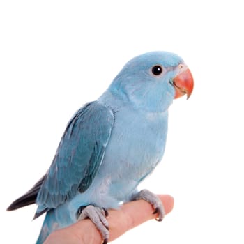 The rose-ringed or ring-necked parakeet, Psittacula krameri, male isolated over white background