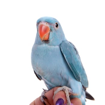 The rose-ringed or ring-necked parakeet, Psittacula krameri, male isolated over white background