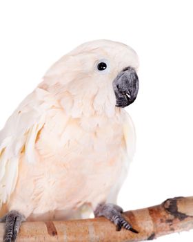 The salmon-crested cockatoo, Cacatua moluccensis, isolated on white