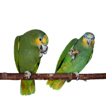 Orange-winged amazon, Amazona amazonika, isolated on the white background