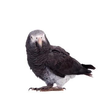 African Grey Parrot - Psittacus erithacus, isolated on a white background