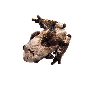 Asian bird poop frog, Theloderma albopunctata, isolated on white