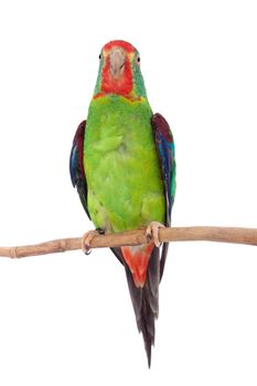 Swift Parrot, Lathamus discolor, isolated on white background