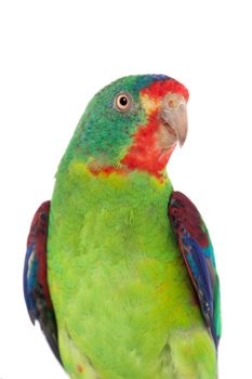 Swift Parrot, Lathamus discolor, isolated on white background