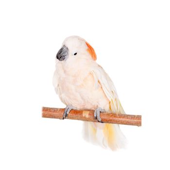 The salmon-crested cockatoo, Cacatua moluccensis, isolated on white