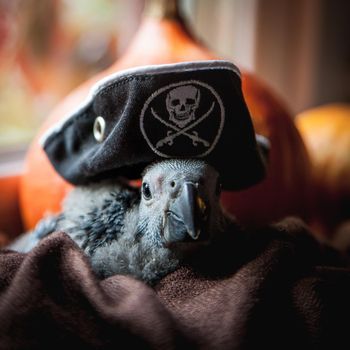 Timneh African Grey Parrot, Psittacus erithacus timneh, selebrates Haloween