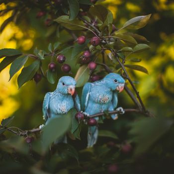 Two blue rose-ringed or ring-necked parakeets, Psittacula krameri, fon the branch in summer garden