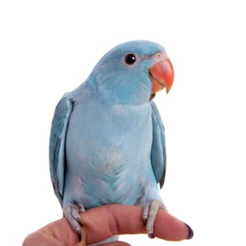 The rose-ringed or ring-necked parakeet, Psittacula krameri, male isolated over white background