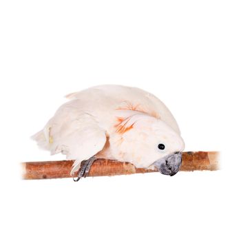 The salmon-crested cockatoo, Cacatua moluccensis, isolated on white