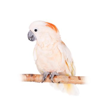 The salmon-crested cockatoo, Cacatua moluccensis, isolated on white