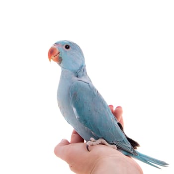 The rose-ringed or ring-necked parakeet, Psittacula krameri, male isolated over white background