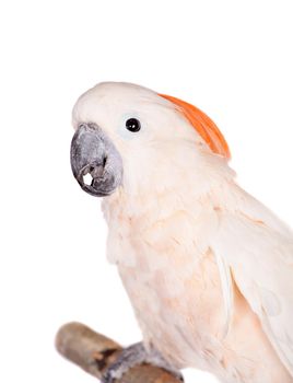 The salmon-crested cockatoo, Cacatua moluccensis, isolated on white