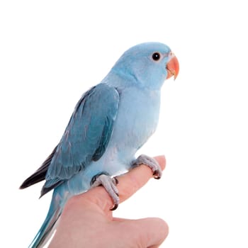 The rose-ringed or ring-necked parakeet, Psittacula krameri, male isolated over white background