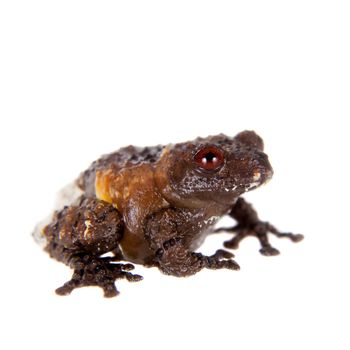 Asian bird poop frog, Theloderma asperum, isolated on white