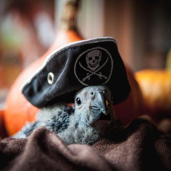 Timneh African Grey Parrot, Psittacus erithacus timneh, selebrates Haloween