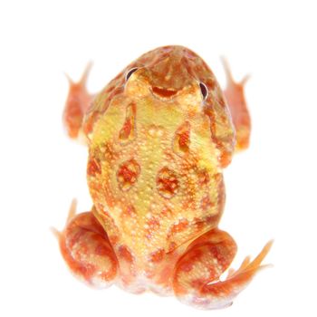The Cranwell's horned frog, Ceratophrys cranwelli, isolated on white background