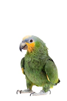 Orange-winged amazon, Amazona amazonika, isolated on the white background