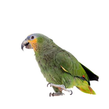 Orange-winged amazon, Amazona amazonika, isolated on the white background