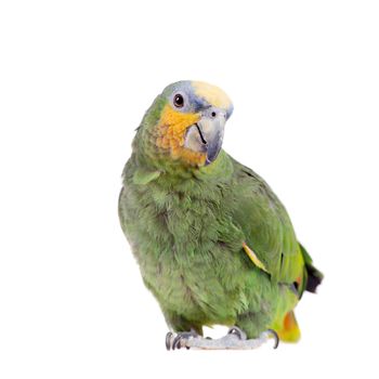 Orange-winged amazon, Amazona amazonika, isolated on the white background