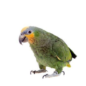 Orange-winged amazon, Amazona amazonika, isolated on the white background