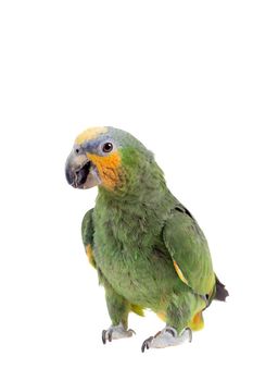 Orange-winged amazon, Amazona amazonika, isolated on the white background